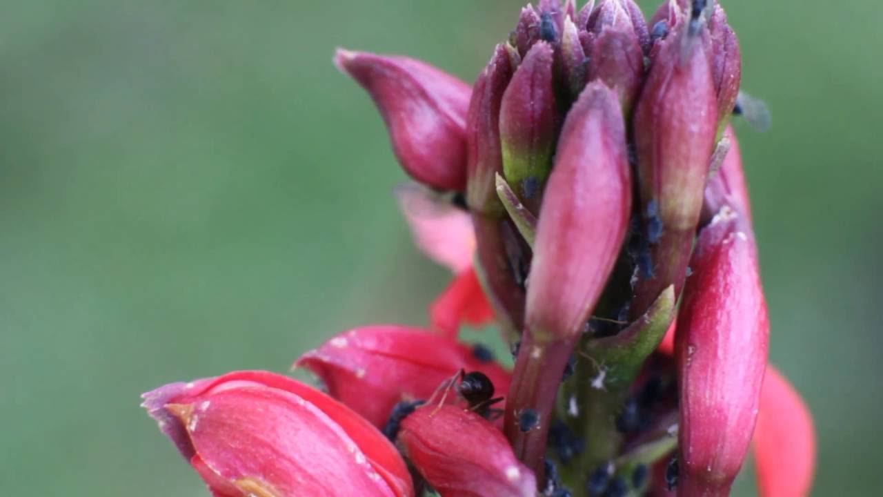 Aphids Farmed By Ants At My Garden Youtube
