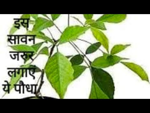 All about bael patra!!