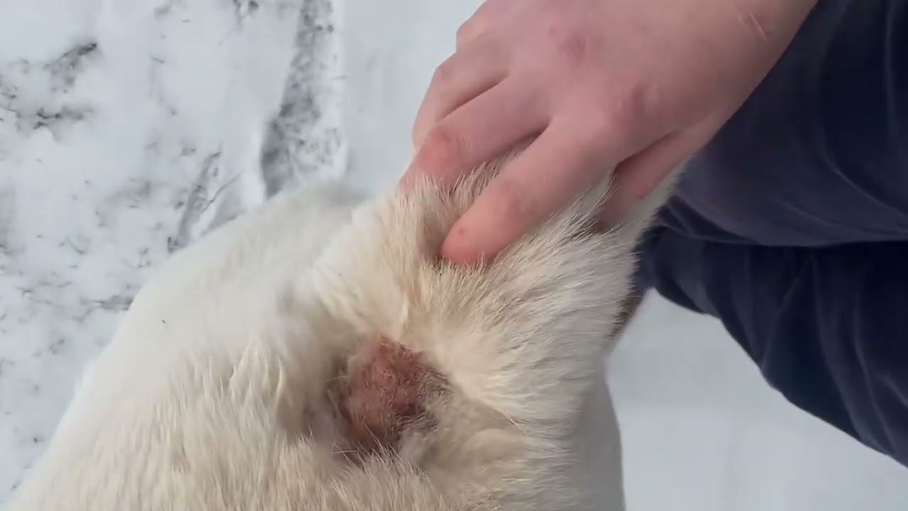 Central Asian Shepherd Pelen and healing hotspot.