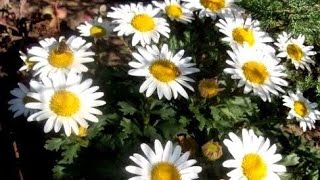 картинка: Багаторічники,які гарні весь сезон і тепер#декоративнийсад