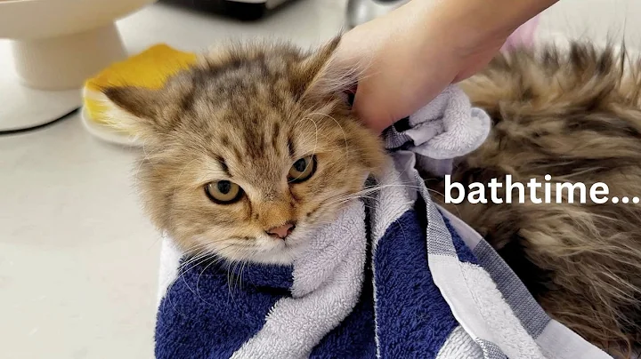 Watch the video about Kitten's first bath time 🛀🫧