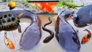 Catch monster catfish in the hole there are ornamental fish, koi fish, snakehead fish, turtles