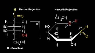 Fischer to Haworth Projection