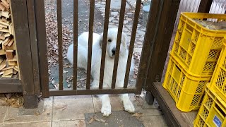 入室前に厳重なボディーチェックをされたルンルンとアラン　Great Pyrenees　グレートピレニーズ