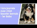 1er jour avec notre chiot bouvier bernois  1er bobo