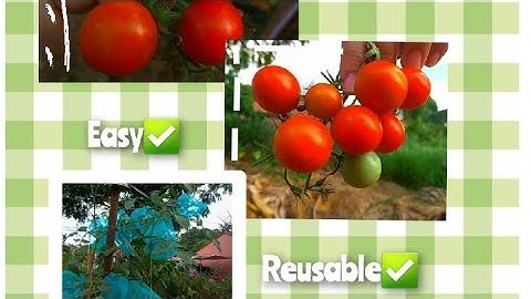 DIY insect netting😊🍅🍅
