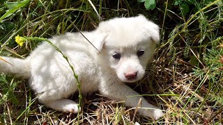 Брошенный ЩЕНОК ПРЯТАЛАСЬ В КУСТАХ И ЖДАЛ, КОГДА КТО-НИБУДЬ ЕЕ СПАСЕТ.