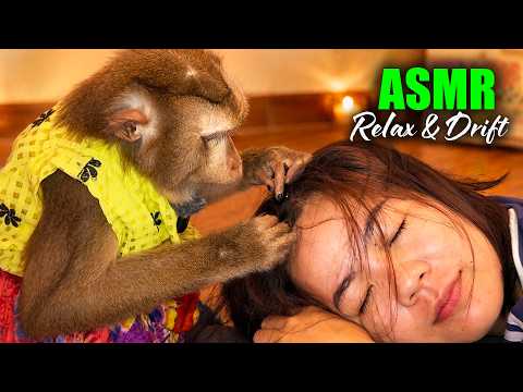 The Most SATISFYING Monkey ASMR (Extremely Close-Up) | Judy’s Soft Hair Picking to Relax & Drift