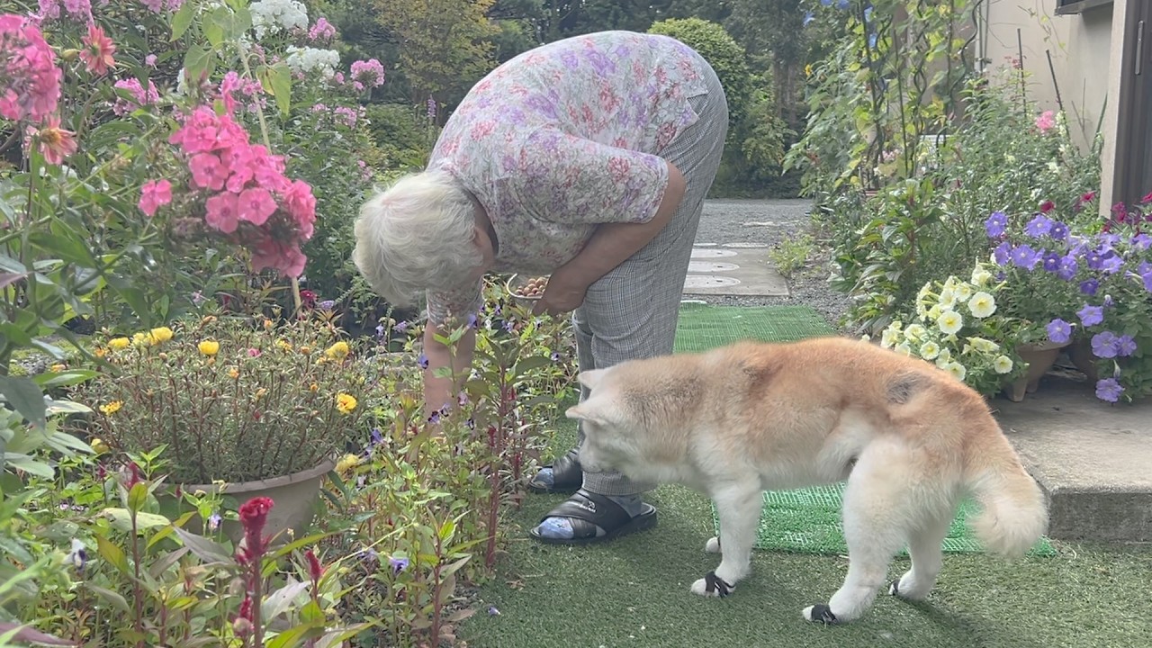 おばあちゃんの生き甲斐を間近で見て、老後の心豊かな暮らしを学ぶ柴犬