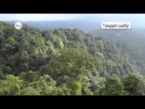 Экожүйелерді басқару  Тропикалық ормандар  видео