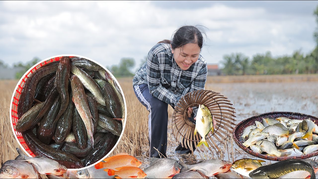How to Harvest Fish & Goes sell at the Market | Daily Life - YouTube