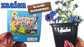 AH Bloementuintjes blauwe bloemenmix zaaien: juffertje in t groen, korenbloem, bijenbrood (phacelia)
