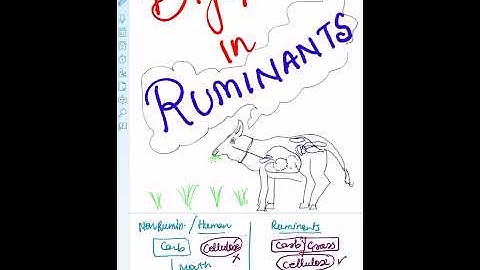 CARBOHYDRATES DIGESTION IN RUMINANTS( part -1)🐄 || PHYSIOLOGY||VOLATILE FATTY ACIDS|| FERMENTATION 
