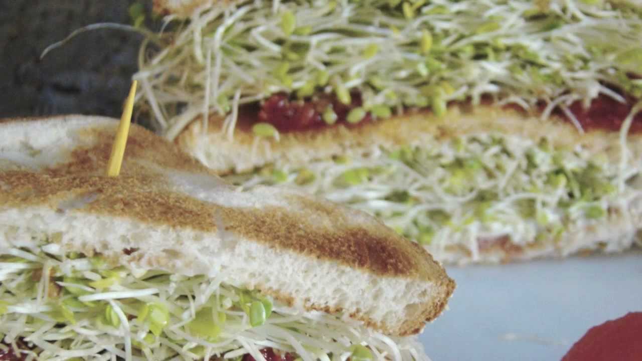 major field of study medicine Alimentos que curan: Anemia, Alfalfa.