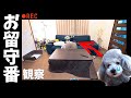 🐶犬のお留守番を隠し撮りしたら、健気な姿に胸が締め付けられました。【トイプードル】