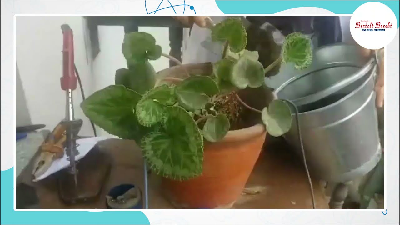 Expociencia 2021 | Proyecto: Energía mediante la Fotosíntesis | 5to Año de Secundaria