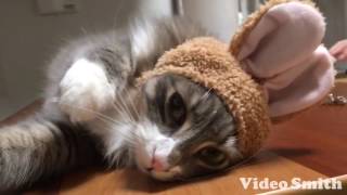 うさぎ耳をつけた猫 ノルウェージャンフォレストキャットWearing the rabbit's ears.Norwegian Forest Cat.