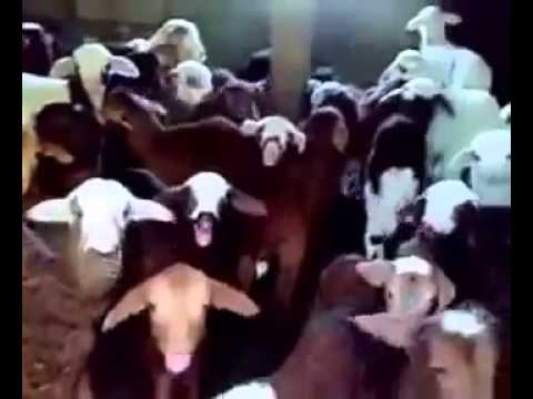 Video: N.Z.-nin 'Running Of Sheep' Mahnısını Ewe-turn çağırın