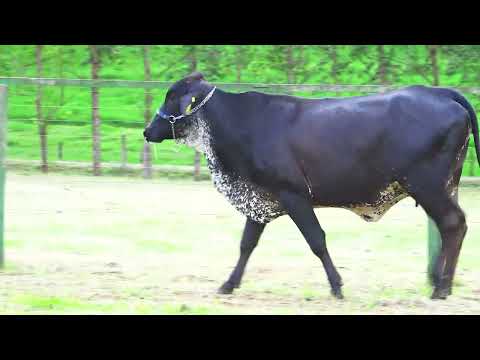 LOTE 202   AFRODITE FIV STORMY SANTA LUZIA   1345CL