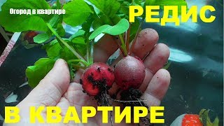 видео: РЕДИС В КВАРТИРЕ ЗИМОЙ!!!ЭТО РЕАЛЬНО!!! картинка: РЕДИС В КВАРТИРЕ ЗИМОЙ!!!ЭТО РЕАЛЬНО!!!
