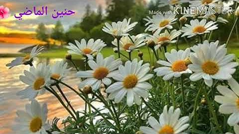 تلاوة راعة من سورة ال عمران للقارء بيشة كردي