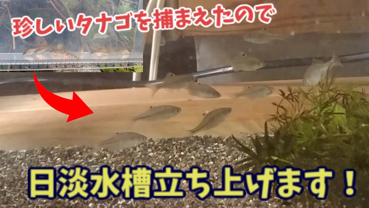 タナゴから タナゴ釣り徹底攻略｜タナゴの種類と生息地｜Honda釣り倶楽部｜Honda