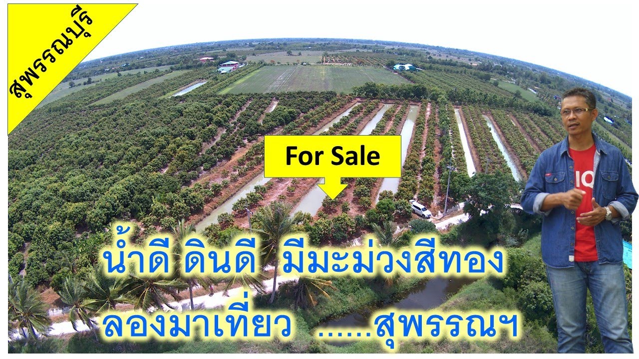 🌳🌳🌳 สวนมะม่วง 5 ไร่สุพรรณบุรี 🌳🌳🌳