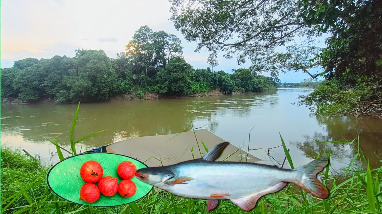 Camp fishing membuat shelter ditepi sungai dan menemukan umpan paling jitu untuk patin