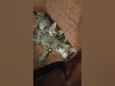4 кота - YouTube