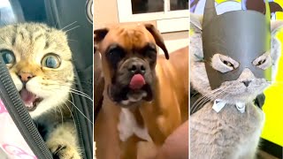 Funny Cat, Dog &amp; Animal Videos | Funny Pets Compilation - 18