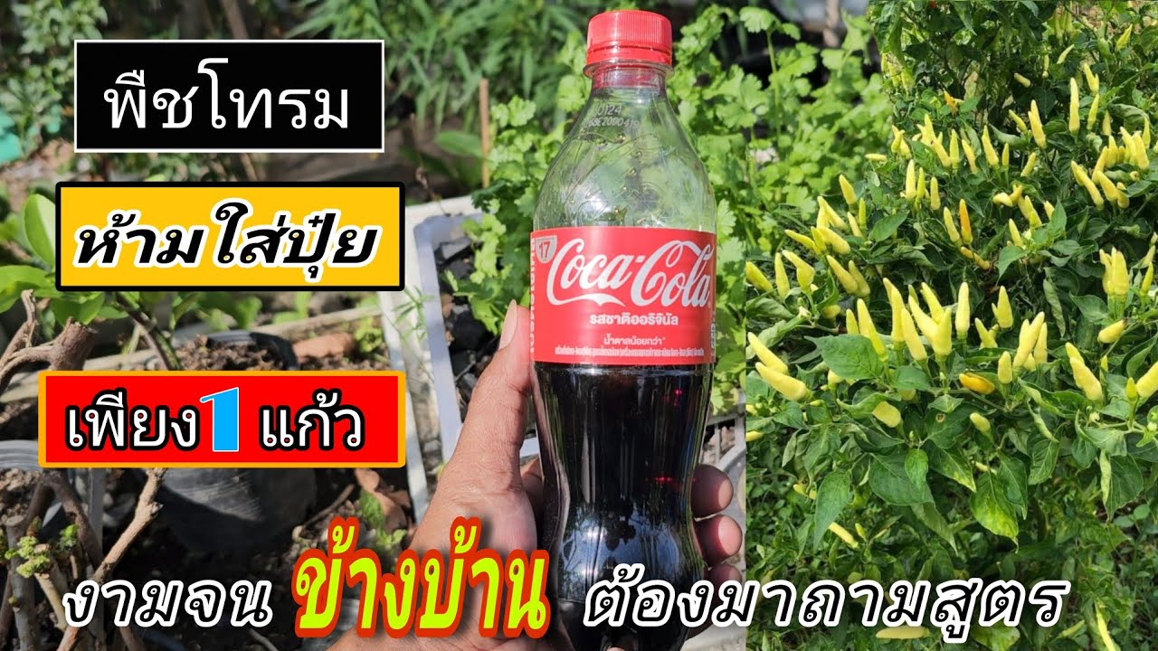 รู้แล้วจะอึ้ง ‼️พืชโทรม ห้ามใส่ปุ๋ย👉ต้องดูคลิปนี้ก่อน ถึงจะรู้คำตอบ