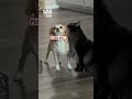 Even Dog Owners Weren't Ready For This Reaction 👀😂