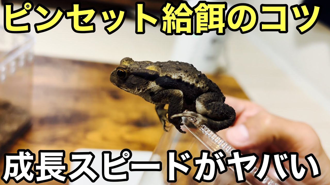 ヒキガエルのピンセットでの餌やりと体重測定【両生類】成長スピードが