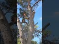 Barthès Bois 34
