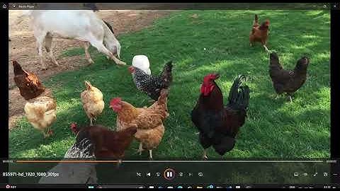🐦 Birds & 🐐 Goats Detection in Real-Time Using YOLOv8 | AI Animal Counter