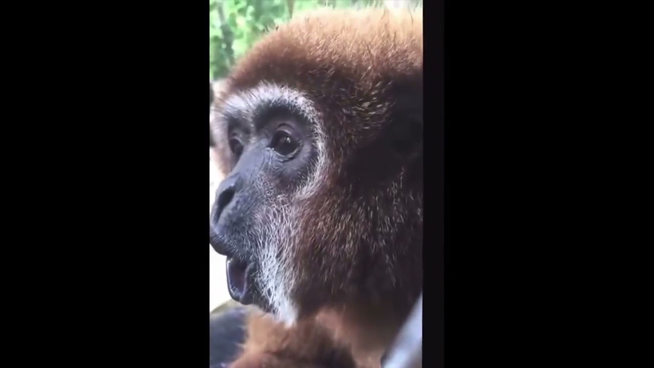 monkey screams, spins and then disappears but its faster