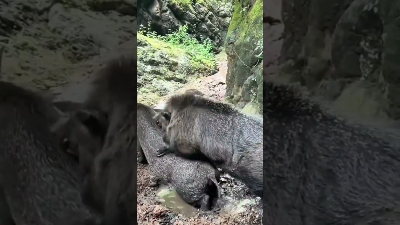 Awesome Wild Boars Having Mud Bath 🐗 #wildlife #boar #animal