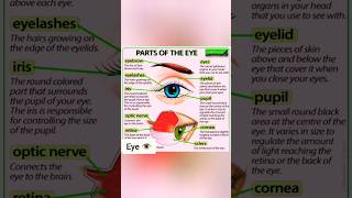 Eye Anatomy & Physiology 👁️ #eye #anatomy