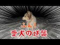 雪遊びをさせて貰えなかった愛犬の逆襲😱