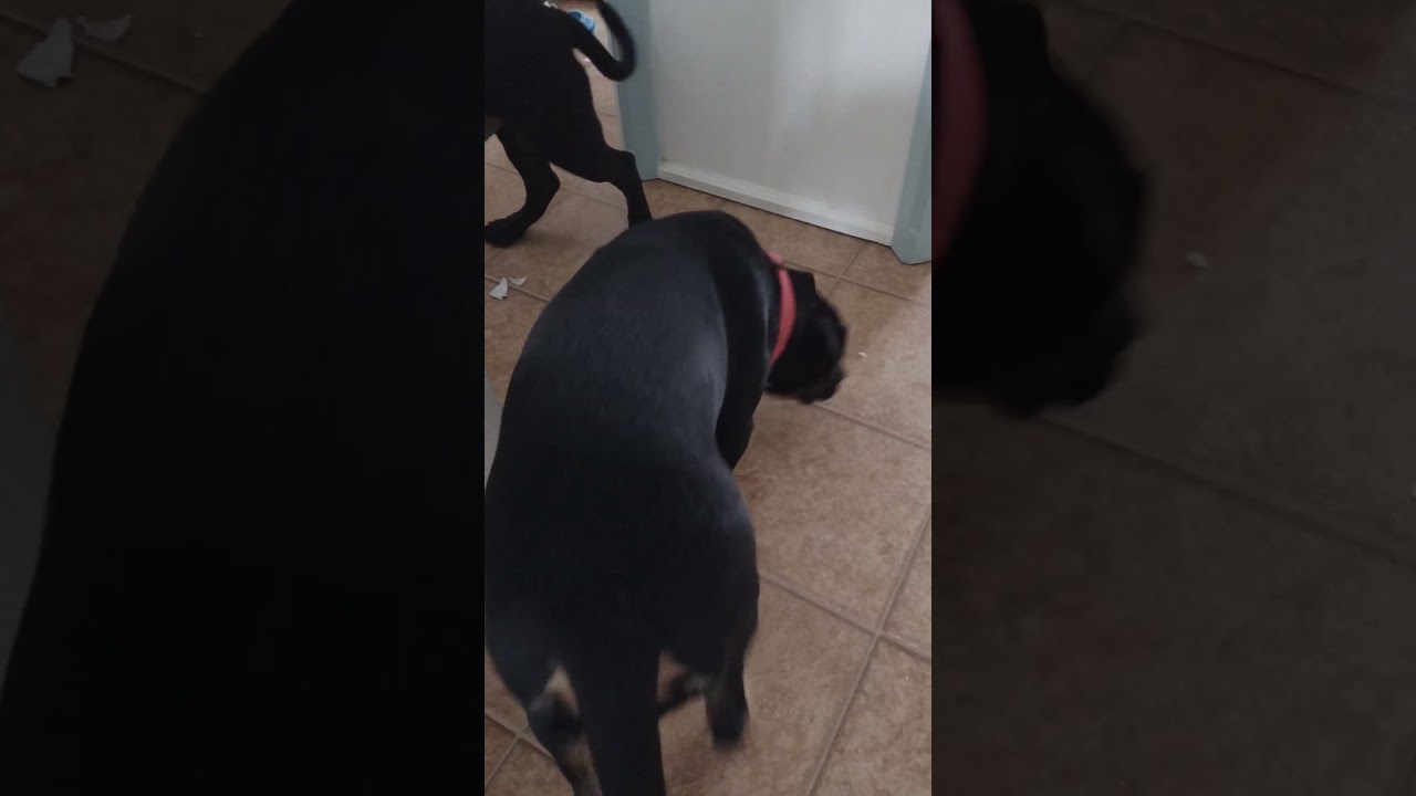 Breakthrough method of compacting cardboard for recycling! 