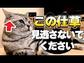 【猫の気持ち】猫が不満を感じているときの仕草 TOP7｜不満度別に解説します