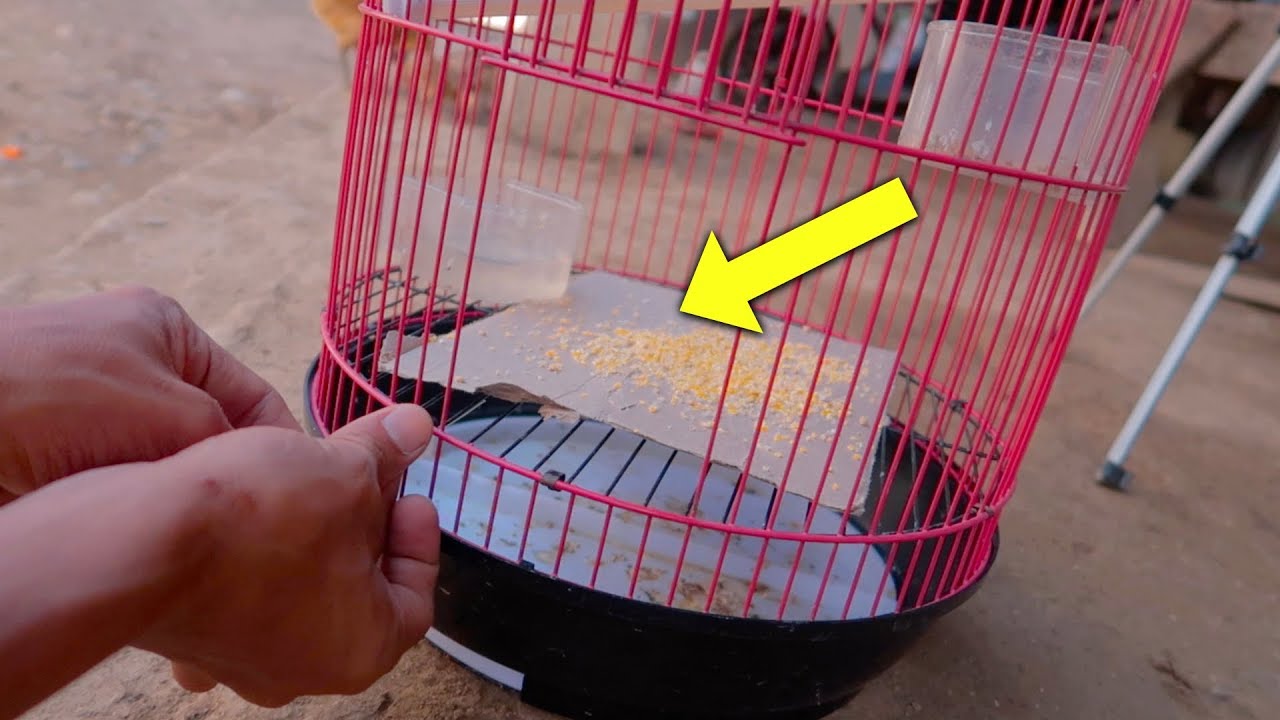 🔴CARA BARU MENANGKAP BURUNG ! HASILNYA DILUAR DUGAAN