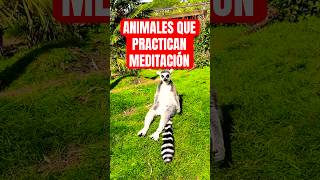 ¿Los LÉMURES practican la MEDITACIÓN ? 🧘🏼 #AlfredoisticShorts