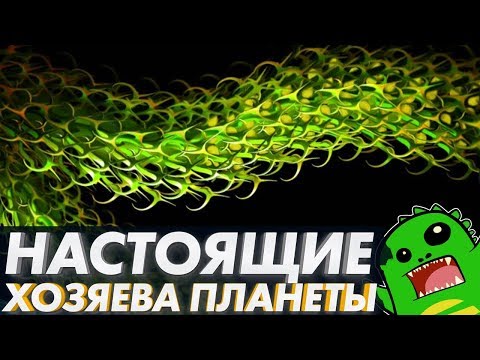 РАСТЕНИЯ захватившие сушу: ордовикский период, мхи, ринии, псилофиты и куксония