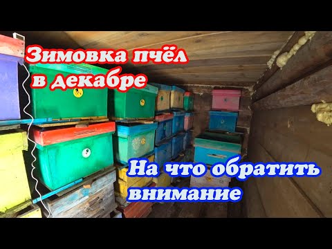 Видео: ЗИМОВКА ПЧЁЛ В ДЕКАБРЕ, НА ЧТО ОБРАТИТЬ ВНИМАНИЕ, НАШЛАСЬ БЕГЛАЯ СОБАКА