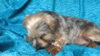 Video Of Adoptable Pet Named Tammy York