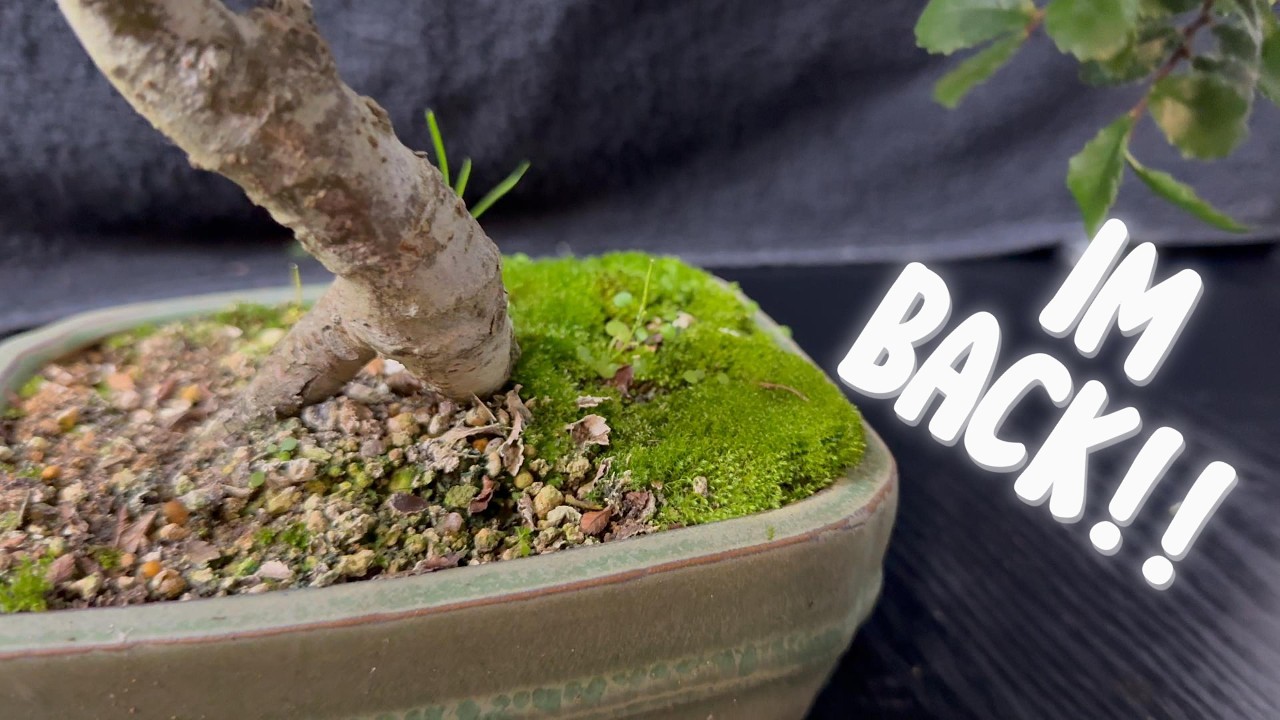 Pruning My oldest Chinese elm