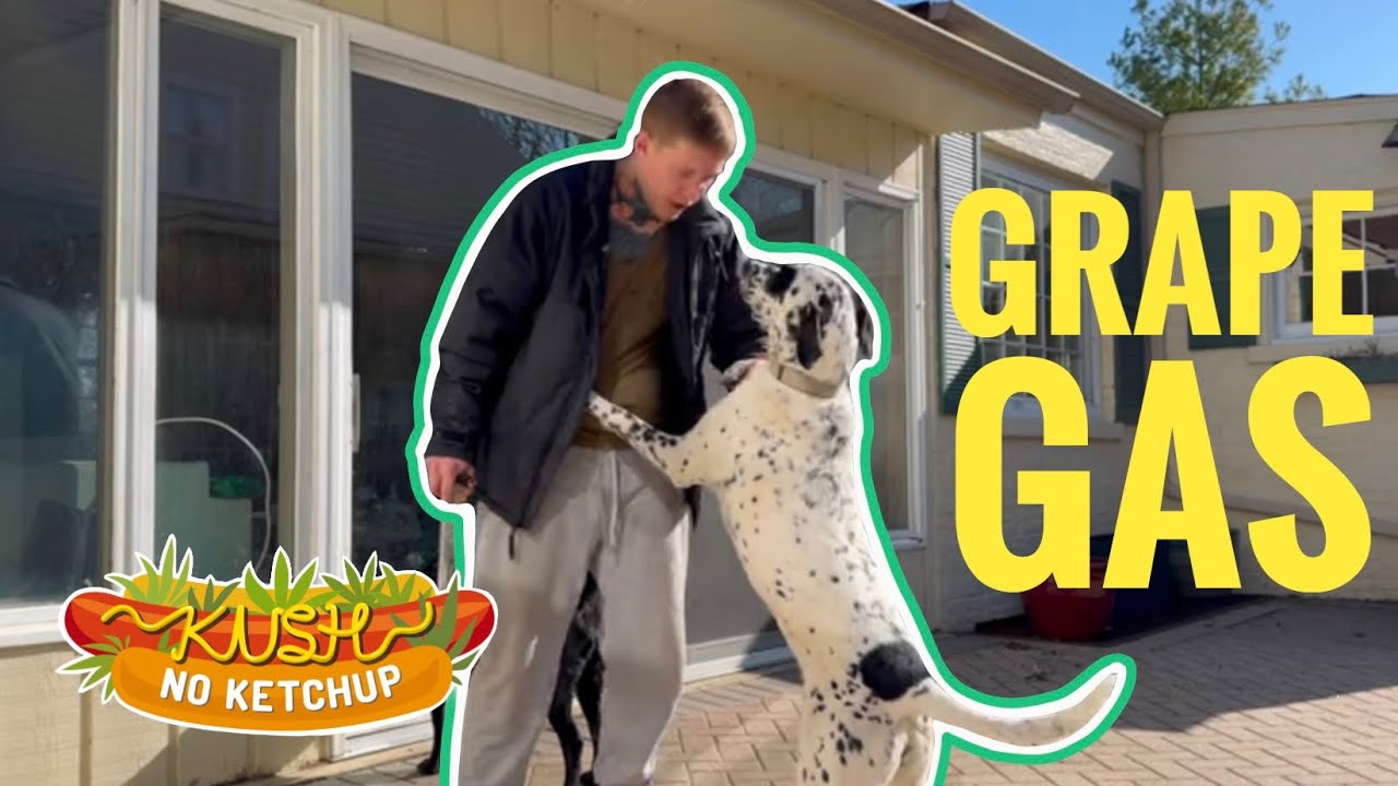 Grape Gas Strain Review (CAM)