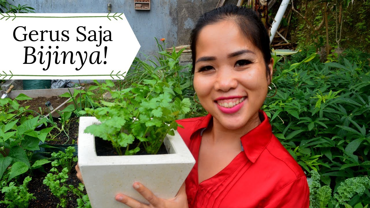 Daun Coriander Tanam dan Panen anti gagal