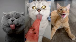 Life funny Pets - Cats videos 2020 | Funny Cat Sweet by FUNNY CAT SWEET 48 views 3 years ago 2 minutes, 29 seconds